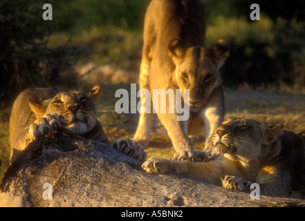 African lion (Panthera leo) Portrait young males stretching sharpening claws prior to hunting Samburu Game reserve Kenya Stock Photo