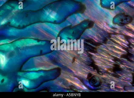 Detail of enamel patterns in abalone shell  Ontario Stock Photo