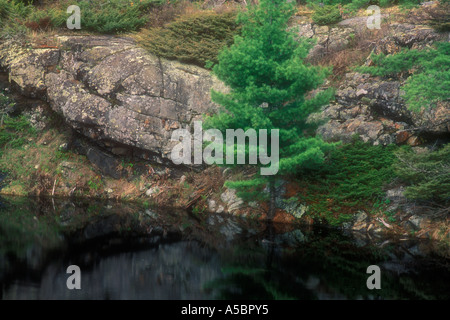Pine tree and rock reflected in pond, Espanola Ontario Stock Photo