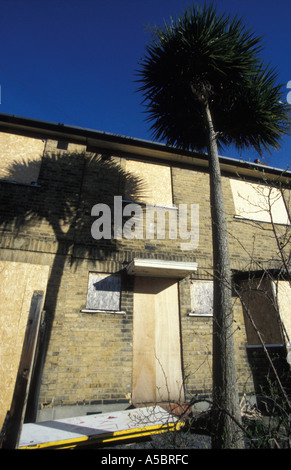 Nunhead South East London Empty home with palm trees England Stock Photo
