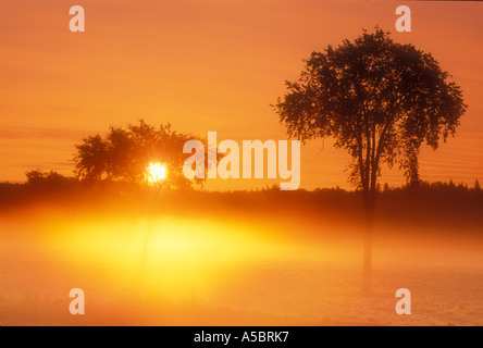 Rising sun and elm tree silhouettes in misty pasture, Greater Sudbury, Ontario, Canada Stock Photo