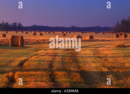 Hay rolls in pasture at sunrise. Manitoulin Island, Mindemoya, Ontario, Canada Stock Photo