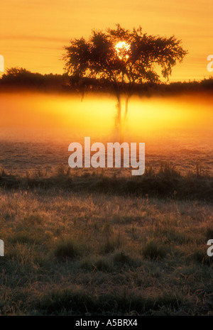 Rising sun and elm tree silhouettes in misty pasture Worthington Ontario Stock Photo