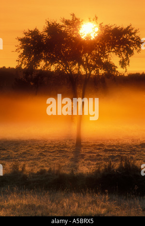 Rising sun and elm tree silhouettes in misty pasture Worthington Ontario Stock Photo