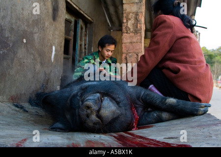 Slaughtering a Pig for Thursday Market Xiding Xishuangbanna China Stock Photo