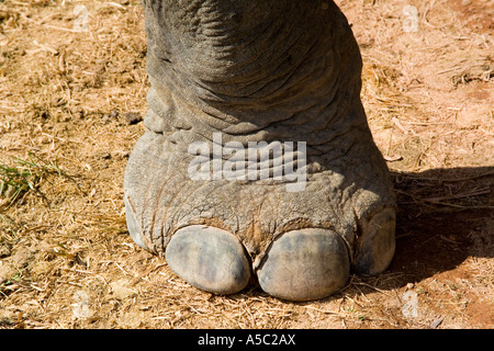 Elephant Foot Hongsa Laos Stock Photo