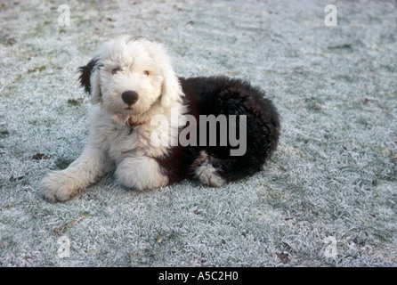 Old English Sheepdog puppy, approximately 12weeks old, lying on heavily frosted grass Stock Photo