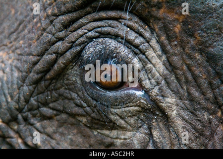 Closeup of an Elephant Eye Hongsa Laos Stock Photo