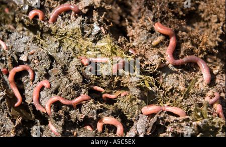 Earthworms on compost heap Stock Photo