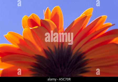 Orange gerbera flower against a blue sky Stock Photo