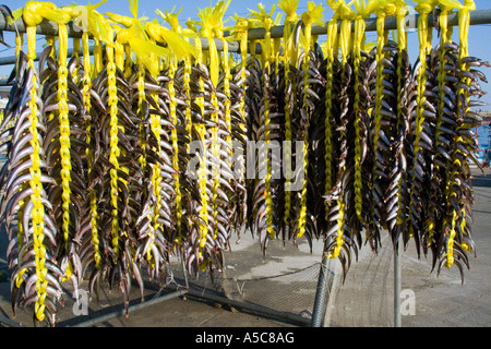 Small Fish Strung up to Dry Sokcho South Korea Stock Photo