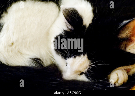 sleeping cat Stock Photo