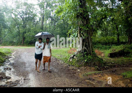 Indian vanilla farmers caught in the Monsoon Stock Photo
