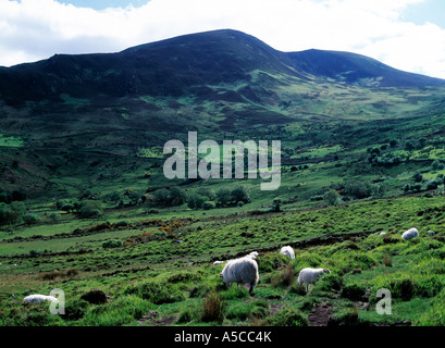 seefin mountain, glenbeigh, ring of county kerry,  sheep grazing on an irish mountain side, animal themes, Stock Photo