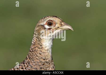 Common Pheasant Phasianus colchicus female close-up of head, Todwick, South Yorkshire, England Stock Photo
