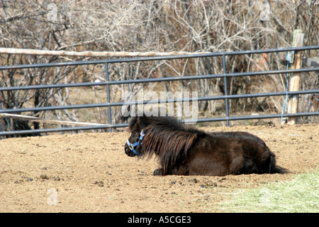 Shtland pony Stock Photo