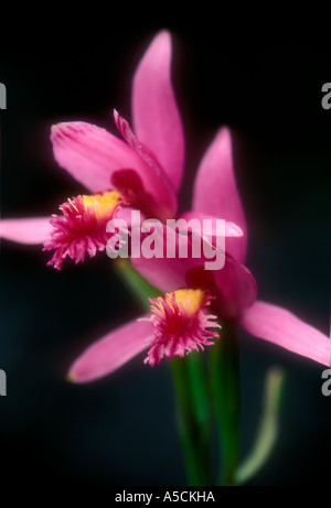 Rose pogonia (Pogonia ophioglossoides) Wetland orchid blooming in beaver pond. Killarney Provincial Park, Ontario, Canada Stock Photo