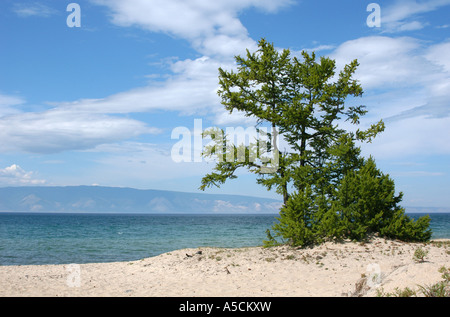 Larch tree on the sandy beach of Sarai bay of Lake Baikal in Siberia, Russia Stock Photo