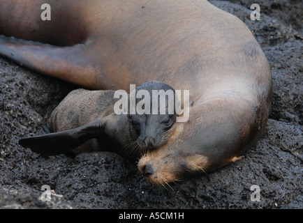 Female Galapagos Sea Lion (Zalophus californianus wollebacki) with a baby on South Plaza (Plaza Sur) Island on the Galapagos Stock Photo