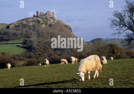 Sheep grazing with Carreg Cennen castle in distance Wales UK Stock Photo