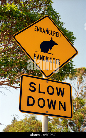 Endangered bandicoots road sign in Manly Sydney Australia Stock Photo