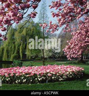 Spring tulips and pink cherry blossom in Regents Park, London, England, UK Stock Photo