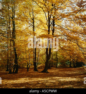 Autumn Woodland, Epping Forest, England, GB Stock Photo