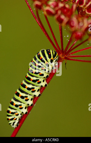 Caterpillar of the swallowtail butterfly, papilio machaon Stock Photo
