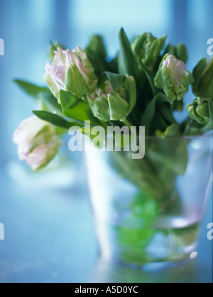 Parrot tulips Stock Photo