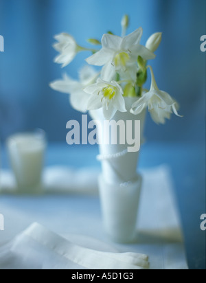 Eucharis in vase Stock Photo