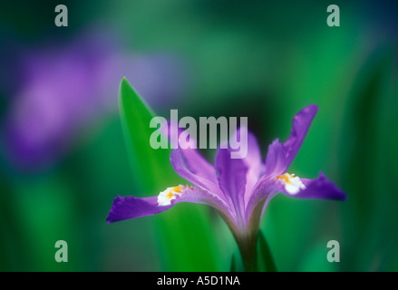 Crested dwarf iris (Iris cristata) Ground level portrait single bloom, Great Smoky Mountains National Park, Tennessee, USA Stock Photo