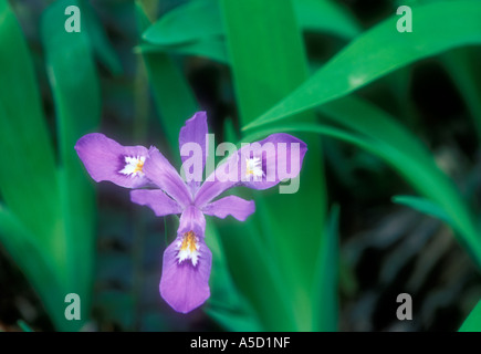 Crested dwarf iris (Iris cristata) Ground level portrait single bloom, Great Smoky Mountains National Park, Tennessee, USA Stock Photo