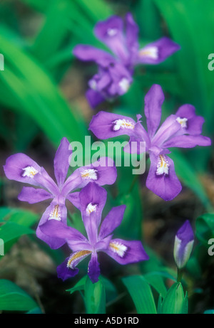 Crested dwarf iris (Iris cristata) Ground level portrait several blooms, Great Smoky Mountains National Park, Tennessee, USA Stock Photo