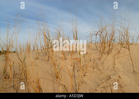 Monahans Sandhills dunes in West Texas Stock Photo