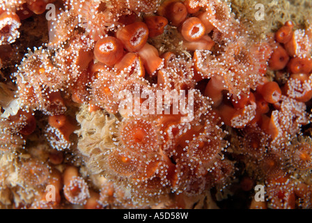 Jewel-anemone in Brittany. Stock Photo