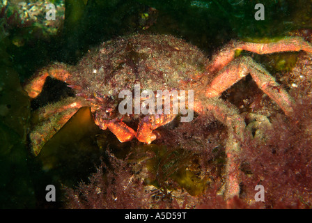 Greater spider crab in Brittany Stock Photo