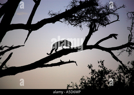 Silhouetted Leopard in a tree at dusk Stock Photo