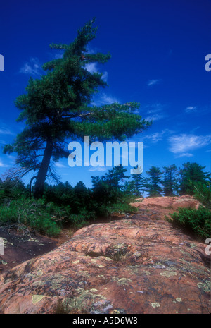 White pine tree and rock outcrop near Lighthouse Pond. Killarney Provincial Park, Ontario, Canada Stock Photo