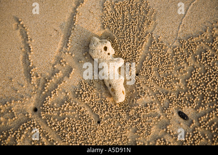 Human shaped coral on a sandy beach Krabi Town Province Southern Thailand Stock Photo