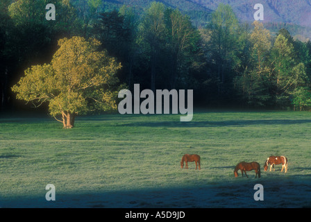 Pasture in Cades Cove with grazing horses  Great Smoky Mountains National Park Tennessee Stock Photo