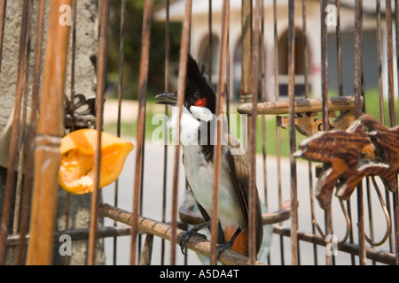 Pet caged red-whiskered bulbul (Pycnonotus jocosus), or crested bulbul songbird with fruit in Krabi town Province, Thailand Asia Stock Photo