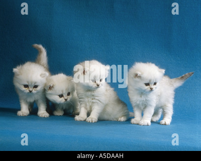 4 Persian kittens (silver-shaded) Stock Photo