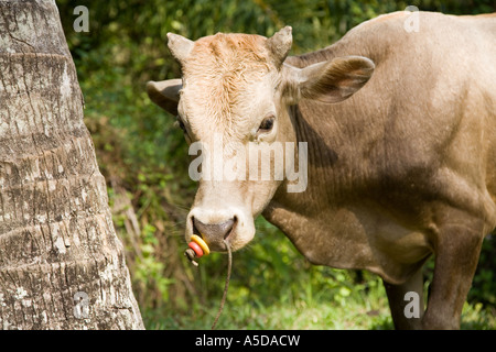 Cow Tethered by the nose, farm, travel, cattle, agriculture  An Asian bovine farm animal secured for grazing in Krabi town Province Thailand Stock Photo