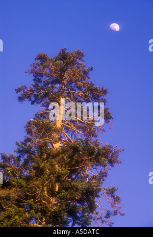 Pine tree and moon near Morton's Overlook  Great Smoky Mountains National Park Tennessee Stock Photo