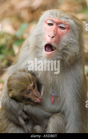 Stock photo of mother and child Formosan Rock Monkeys also known as a Taiwanese Macaque near Ershui Taiwan Stock Photo