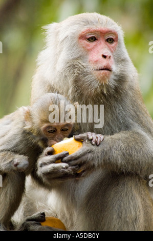 Stock photo of mother and child Formosan Rock Monkeys also known as a Taiwanese Macaque near Ershui Taiwan Stock Photo