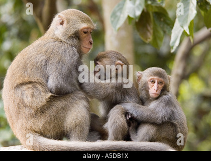 Stock photo of mother and children Formosan Rock Monkeys also known as a Taiwanese Macaque near Ershui Taiwan Stock Photo