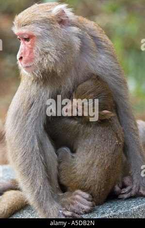 Stock photo of mother and child Formosan Rock Monkeys also known as a Taiwanese Macaque near Ershui Taiwan Stock Photo