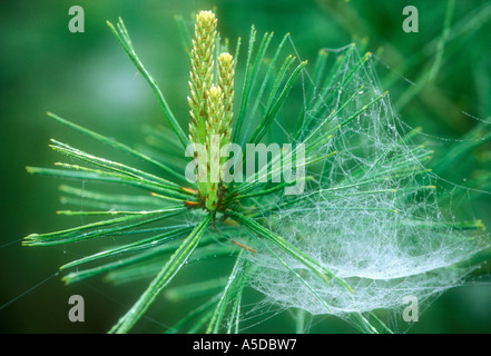 Bowl and doily spider, Frontinella communis Dewy web in red pine bud Ontario Stock Photo