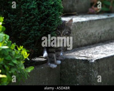 Kitten in the Garden Stock Photo